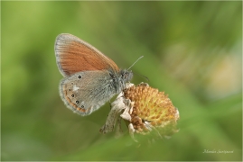 <p>OKÁČ TŘESLICOVÝ (Coenonympha glycerion) Slovensko - Vysoké Tatry ---- /Chestnut heath - Rotbraunes Wiesenvögelchen/</p>